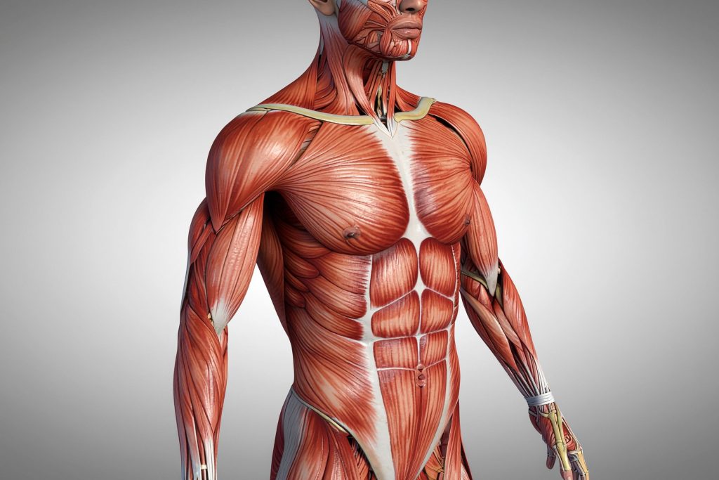 hipertrofia muscular